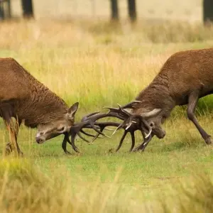 Explore Luxury Golden Triangle with Ranthambore Tour for 9 days with Golden Triangle India Tours and discover unforgettable experiences - Photo 5