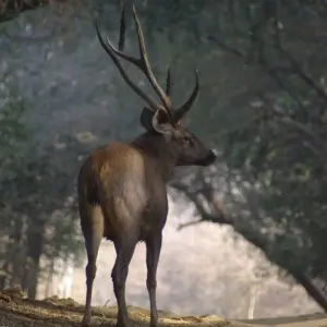 Explore Luxury Golden Triangle with Ranthambore Tour for 9 days with Golden Triangle India Tours and discover unforgettable experiences - Photo 6