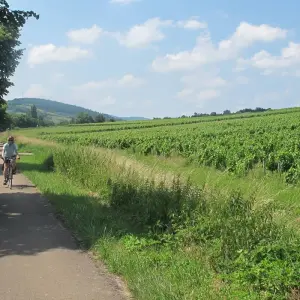 Explore Burgundy by bike:  Grand cru and Romanesque art - Guided cycling tour for 8 days with Grand Angle  and discover unforgettable experiences - Photo 4