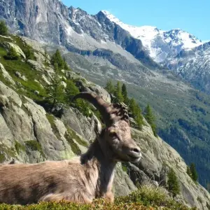 Explore Tour du Mont Blanc 8 Days Self-Guided for 8 days with Grand Angle  and discover unforgettable experiences - Photo 3