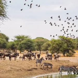 Explore 1 Day Tarangire National Park for 1 days with Gracepatt Ecotours Kenya and discover unforgettable experiences - Photo 3