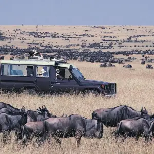 Explore 4 Days Masai Mara and Lake Nakuru Budget Safari on 4x4 Land Cruiser Jeep for 4 days with Gracepatt Ecotours Kenya and discover unforgettable experiences - Photo 2
