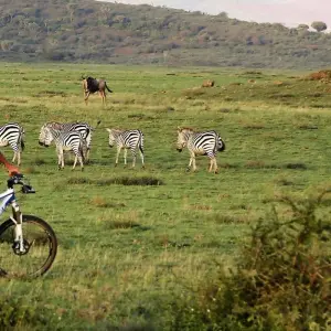 Explore 2 Days Tarangire & Ngorongoro Safari for 2 days with Gracepatt Ecotours Kenya and discover unforgettable experiences - Photo 4
