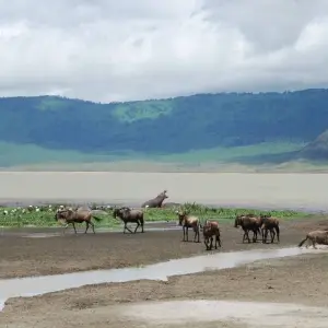 Explore 6 Days Tanzania Package (Tarangire, L. Manyara, Serengeti, Ngorongoro &Arusha) for 6 days with Gracepatt Ecotours Kenya and discover unforgettable experiences - Photo 5