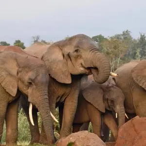 Explore 10 Days Bush & Beach (Amboseli+Tsavo West & East+Diani) for 10 days with Gracepatt Ecotours Kenya and discover unforgettable experiences - Photo 8