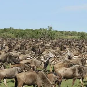 Explore 11 Days Tanzania Migration Safari {Lake Manyara National Park, Ngorongoro Crater, Serengeti National Park} for 11 days with Gracepatt Ecotours Kenya and discover unforgettable experiences - Photo 2