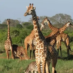Explore 11 Days Tanzania Migration Safari {Lake Manyara National Park, Ngorongoro Crater, Serengeti National Park} for 11 days with Gracepatt Ecotours Kenya and discover unforgettable experiences - Photo 3