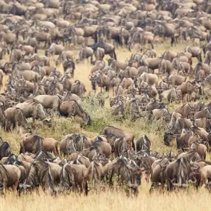 Explore 4 Days Masai Mara and Lake Nakuru Budget Safari on 4x4 Land Cruiser Jeep for 4 days with Gracepatt Ecotours Kenya and discover unforgettable experiences - Photo 8