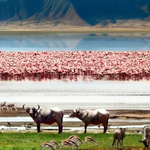 Explore 2 Days Tarangire & Ngorongoro Safari for 2 days with Gracepatt Ecotours Kenya and discover unforgettable experiences - Photo 9