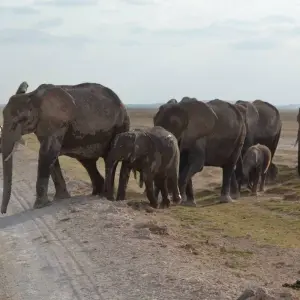 Explore 8 Days Amboseli, Lake Nakuru, Naivasha & Masai Mara Wildlife Safari for 8 days with Gracepatt Ecotours Kenya and discover unforgettable experiences - Photo 5