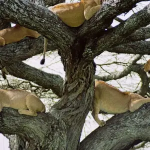 Explore 9Days Aberdare, Lake Nakuru, Masai Mara, lake Naivasha & Amboseli safari for 9 days with Gracepatt Ecotours Kenya and discover unforgettable experiences - Photo 4