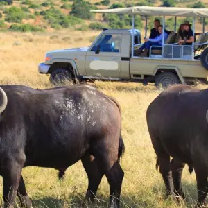 Explore 11 Days Tanzania Migration Safari {Lake Manyara National Park, Ngorongoro Crater, Serengeti National Park} for 11 days with Gracepatt Ecotours Kenya and discover unforgettable experiences - Photo 5