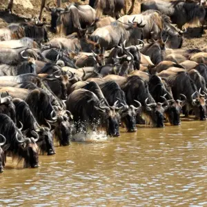 Explore 4 Days Masai Mara and Lake Nakuru Budget Safari on 4x4 Land Cruiser Jeep for 4 days with Gracepatt Ecotours Kenya and discover unforgettable experiences - Photo 10