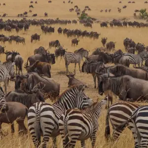 Explore 11 Days Tanzania Migration Safari {Lake Manyara National Park, Ngorongoro Crater, Serengeti National Park} for 11 days with Gracepatt Ecotours Kenya and discover unforgettable experiences - Photo 6