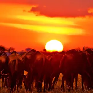 Explore 4 Days Masai Mara and Lake Nakuru Budget Safari on 4x4 Land Cruiser Jeep for 4 days with Gracepatt Ecotours Kenya and discover unforgettable experiences - Photo 11