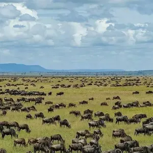 Explore 11 Days Tanzania Migration Safari {Lake Manyara National Park, Ngorongoro Crater, Serengeti National Park} for 11 days with Gracepatt Ecotours Kenya and discover unforgettable experiences - Photo 7