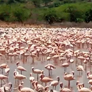 Explore 9Days Aberdare, Lake Nakuru, Masai Mara, lake Naivasha & Amboseli safari for 9 days with Gracepatt Ecotours Kenya and discover unforgettable experiences - Photo 7