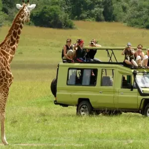 Explore 11 Days Tanzania Migration Safari {Lake Manyara National Park, Ngorongoro Crater, Serengeti National Park} for 11 days with Gracepatt Ecotours Kenya and discover unforgettable experiences - Photo 8