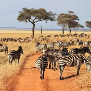 Explore 8 Days Amboseli, Lake Nakuru, Naivasha & Masai Mara Wildlife Safari for 8 days with Gracepatt Ecotours Kenya and discover unforgettable experiences - Photo 9