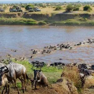 Explore 11 Days Tanzania Migration Safari {Lake Manyara National Park, Ngorongoro Crater, Serengeti National Park} for 11 days with Gracepatt Ecotours Kenya and discover unforgettable experiences - Photo 9