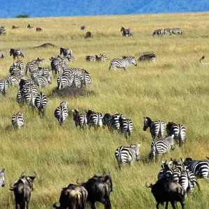 Explore 11 Days Tanzania Migration Safari {Lake Manyara National Park, Ngorongoro Crater, Serengeti National Park} for 11 days with Gracepatt Ecotours Kenya and discover unforgettable experiences - Photo 10