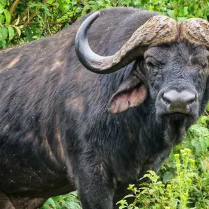 Explore 3 Days Princess to Queen Elizabeth Aberdare Luxury Safari for 3 days with Gracepatt Ecotours Kenya and discover unforgettable experiences - Photo 2