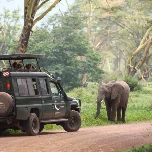 Explore 11 Days Kenya & Tanzania Birding & Big 5 High End Safari for 11 days with Gracepatt Ecotours Kenya and discover unforgettable experiences - Photo 2