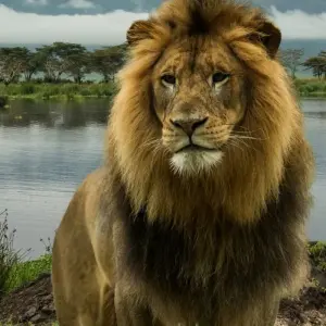 Explore 7-Day Explore Amboseli, Nakuru, Maasai Mara, Naivasha Safari for 7 days with Gracepatt Ecotours Kenya and discover unforgettable experiences - Photo 2