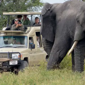 Explore 7 Days Elephant (Tembo) Luxury Tanzania Safari for 7 days with Gracepatt Ecotours Kenya and discover unforgettable experiences - Photo 4