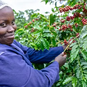 Explore Fairview Estate Coffee Farm Tour with Pick Up for 1 days with Gracepatt Ecotours Kenya and discover unforgettable experiences - Photo 2
