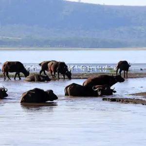 Explore 7-Day Explore Amboseli, Nakuru, Maasai Mara, Naivasha Safari for 7 days with Gracepatt Ecotours Kenya and discover unforgettable experiences - Photo 3
