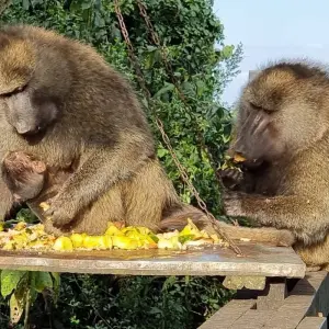 Explore 3 Days Princess to Queen Elizabeth Aberdare Luxury Safari for 3 days with Gracepatt Ecotours Kenya and discover unforgettable experiences - Photo 5