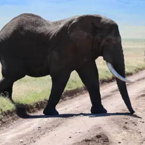 Explore 7 Days Elephant (Tembo) Luxury Tanzania Safari for 7 days with Gracepatt Ecotours Kenya and discover unforgettable experiences - Photo 5