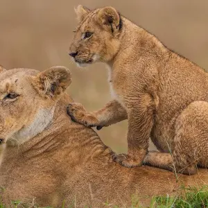 Explore 11 Days Kenya & Tanzania Birding & Big 5 High End Safari for 11 days with Gracepatt Ecotours Kenya and discover unforgettable experiences - Photo 5