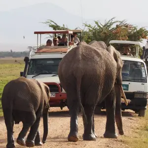 Explore 3 Days Amboseli National Park Safaris on 4x4 Jeep for 3 days with Gracepatt Ecotours Kenya and discover unforgettable experiences - Photo 2