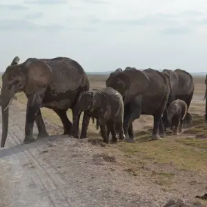 Explore 7 Days Elephant (Tembo) Luxury Tanzania Safari for 7 days with Gracepatt Ecotours Kenya and discover unforgettable experiences - Photo 6