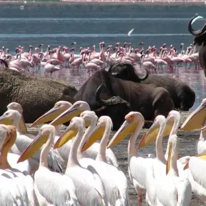 Explore 11 Days Kenya & Tanzania Birding & Big 5 High End Safari for 11 days with Gracepatt Ecotours Kenya and discover unforgettable experiences - Photo 6