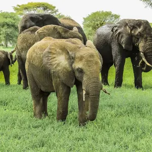 Explore 3 Days Princess to Queen Elizabeth Aberdare Luxury Safari for 3 days with Gracepatt Ecotours Kenya and discover unforgettable experiences - Photo 7