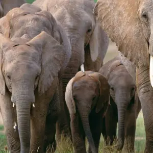 Explore 7 Days Elephant (Tembo) Luxury Tanzania Safari for 7 days with Gracepatt Ecotours Kenya and discover unforgettable experiences - Photo 7
