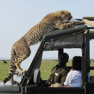 Explore 12 Days Best of Kenya and Tanzania Camping Safari for 12 days with Gracepatt Ecotours Kenya and discover unforgettable experiences - Photo 5