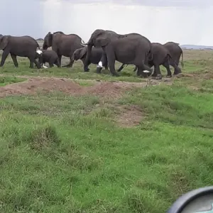 Explore 3 Days Amboseli National Park Safaris on 4x4 Jeep for 3 days with Gracepatt Ecotours Kenya and discover unforgettable experiences - Photo 4