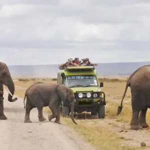 Explore 7 Days Elephant (Tembo) Luxury Tanzania Safari for 7 days with Gracepatt Ecotours Kenya and discover unforgettable experiences - Photo 8