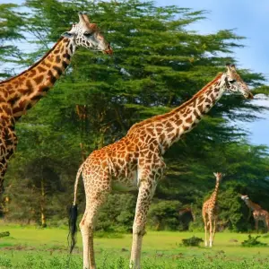Explore 8 Days Amboseli, Lake Manyara, Serengeti, Ngorongoro & Tarangire Budget Safari for 8 days with Gracepatt Ecotours Kenya and discover unforgettable experiences - Photo 3