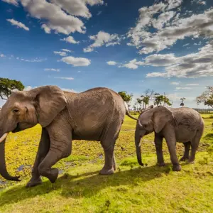 Explore 7-Day Explore Amboseli, Nakuru, Maasai Mara, Naivasha Safari for 7 days with Gracepatt Ecotours Kenya and discover unforgettable experiences - Photo 7