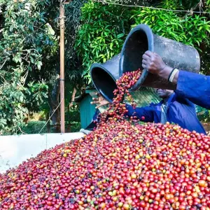 Explore Fairview Estate Coffee Farm Tour with Pick Up for 1 days with Gracepatt Ecotours Kenya and discover unforgettable experiences - Photo 6