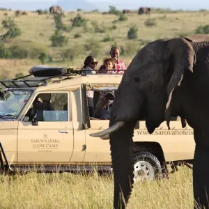 Explore 7 Days Elephant (Tembo) Luxury Tanzania Safari for 7 days with Gracepatt Ecotours Kenya and discover unforgettable experiences - Photo 9