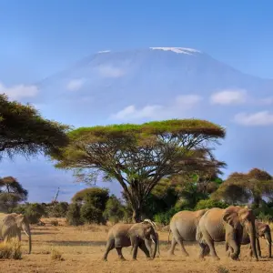 Explore 3 Days Amboseli National Park Safaris on 4x4 Jeep for 3 days with Gracepatt Ecotours Kenya and discover unforgettable experiences - Photo 6