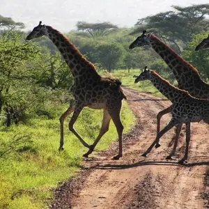 Explore 7-Day Explore Amboseli, Nakuru, Maasai Mara, Naivasha Safari for 7 days with Gracepatt Ecotours Kenya and discover unforgettable experiences - Photo 8