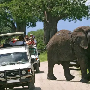 Explore 14 Days Best of Kenya & Tanzania Wildlife Tour Adventure for 14 days with Gracepatt Ecotours Kenya and discover unforgettable experiences - Photo 5