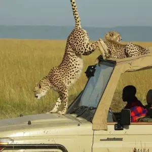 Explore 12 Days Best of Kenya and Tanzania Camping Safari for 12 days with Gracepatt Ecotours Kenya and discover unforgettable experiences - Photo 8